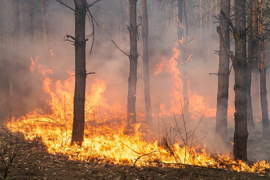 Δασικές πυρκαγιές: η καταστροφή του 2023 & o κίνδυνος για το 2024