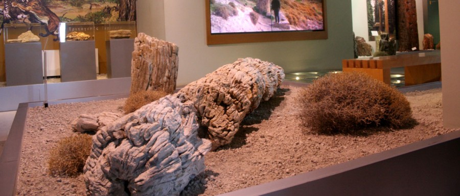 Δωρεάν επίσκεψη στους χώρους του Μουσείου Φυσικής Ιστορίας Απολιθωμένου Δάσους 