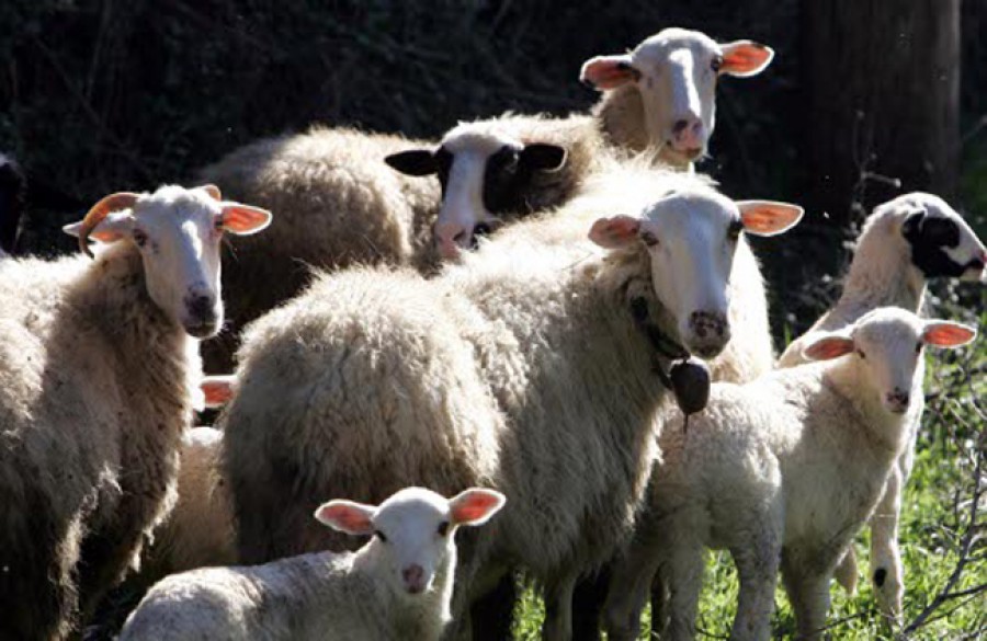 Νέο πλήγμα για την κτηνοτροφία της Λέσβου 