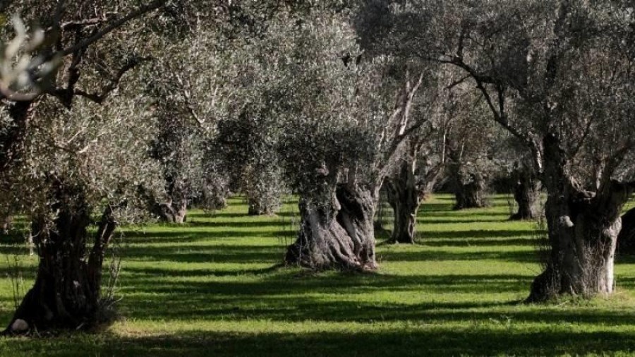 Δίκαιο το αίτημα των ελαιοπαραγωγών