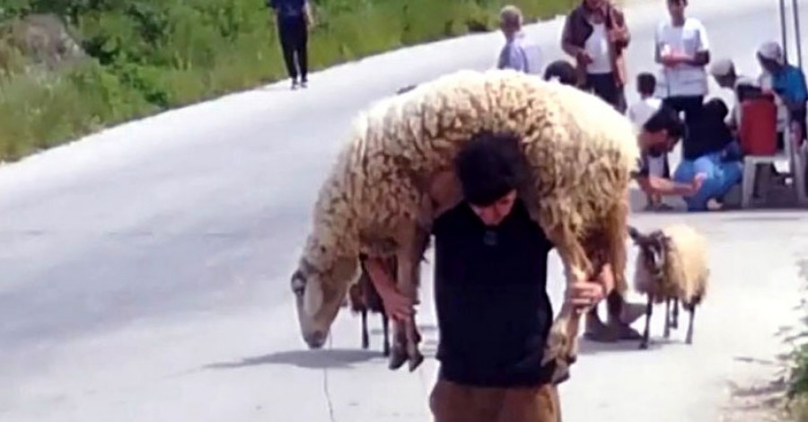 -Πρόβατα προς σφαγιασμό