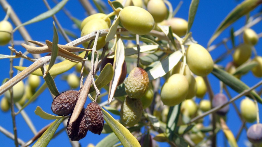 Ιδιαίτερα ανησυχητική για τις καλλιέργειες 