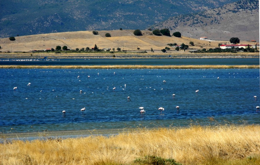 Αλιεία οστρακοειδών Κόλπου Καλλονής