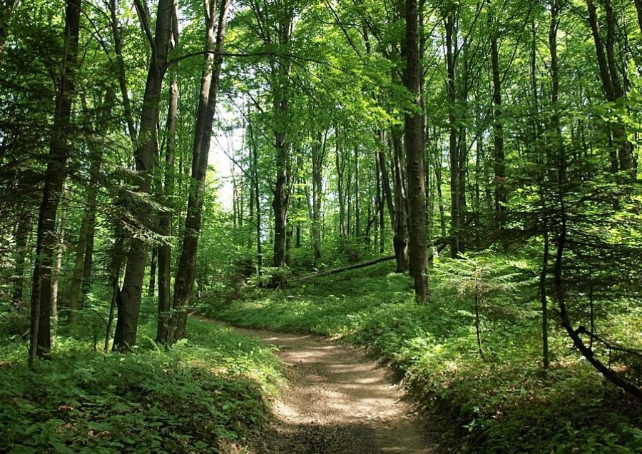   Προστασία των δασών & δασικός τομέας