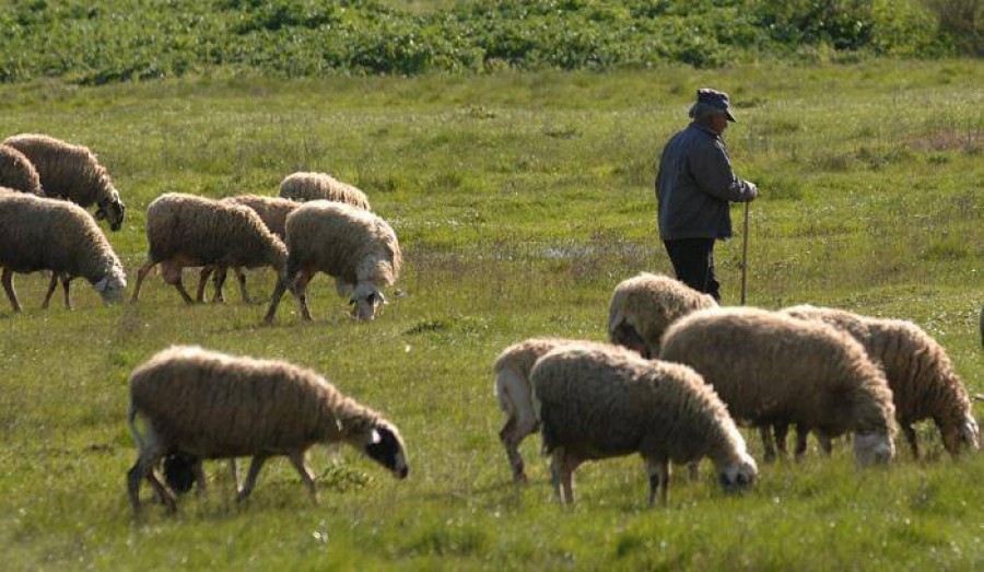 Επιβαρύνσεις για τους κτηνοτρόφους του Αιγαίου 