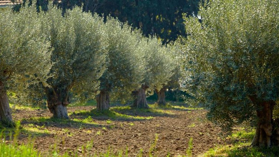 Θεματική αγροτικού ΣΥΡΙΖΑ για Χ. Αθανασίου      