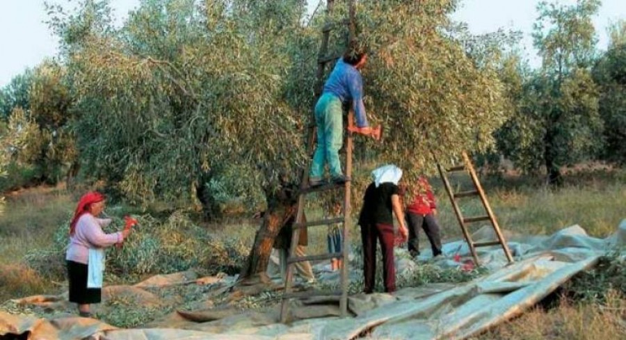 Στήριξη Γ. Μπουρνού σε ελαιοπαραγωγούς της Λέσβου      