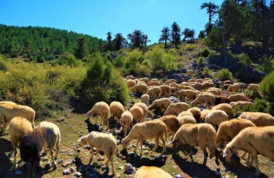 Ενδιαφέρει κτηνοτρόφους   