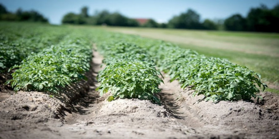 Αιτήσεις ενίσχυσης για καλλιέργειες & υδατοκαλλιέργειες      