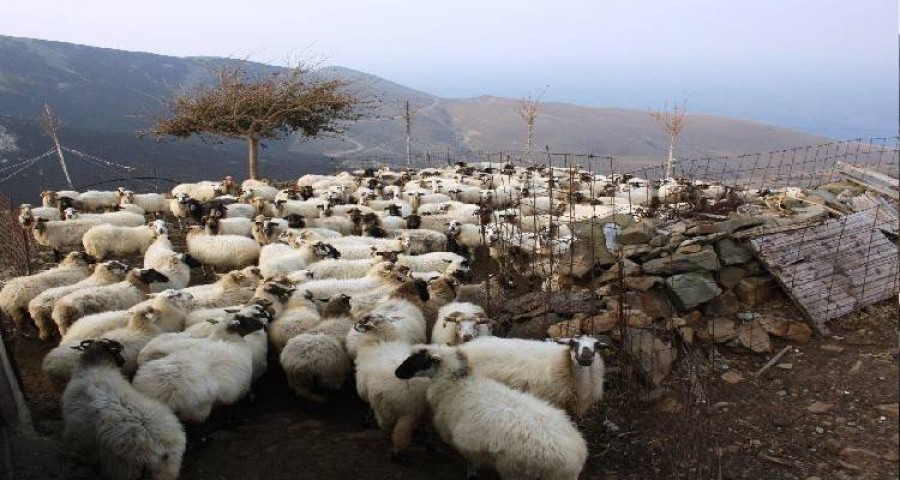 Πρόβατο «Ορεινό Λήμνου»      