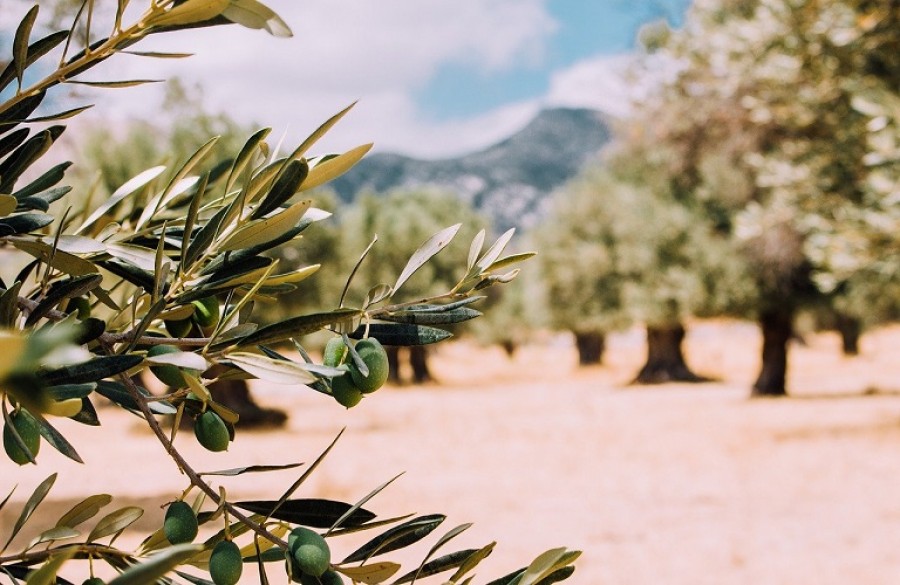 Περί δακοκτονίας   