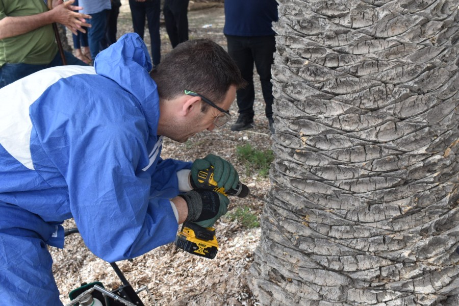 Συνέχεια επέμβασης στο Φοινικόδασος