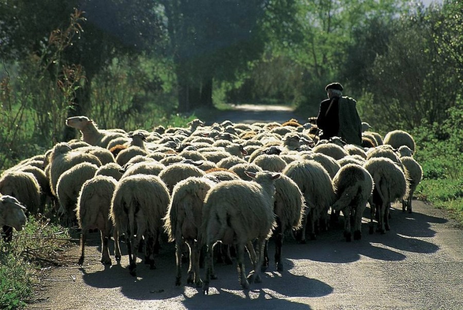 Ανήσυχοι οι κτηνοτρόφοι Μανταμάδου & της ευρύτερης περιοχής      