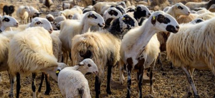 Για την εκρίζωση της πανώλης των μικρών μηρυκαστικών