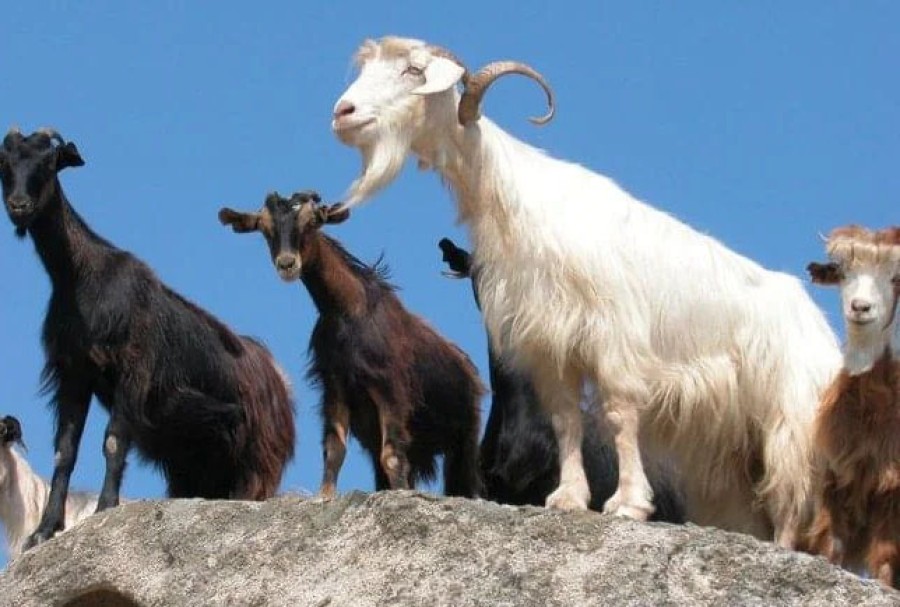 Tα ανεπιτήρητα αμνοερίφια & αιγοπρόβατα  στα καμένα στον Σταυρό