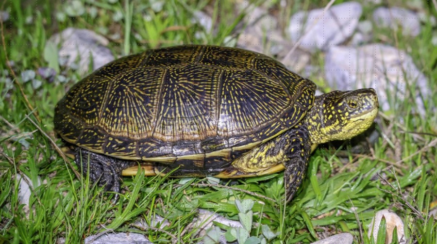 Ημερίδα για τη στικτή νεροχελώνα 
