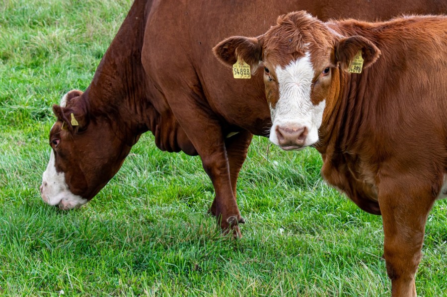 Κλείσιμο Δημοτικού Σφαγείου Μανταμάδου