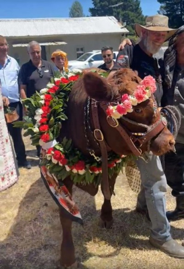 Το πανηγύρι του ταύρου στην Αγ. Παρασκευή