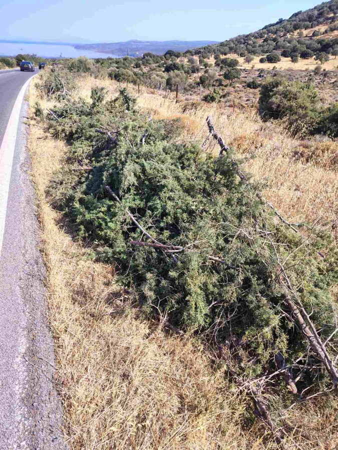 Καρατομήθηκαν δέντρα & φυτά στο δρόμο Μανταμάδου