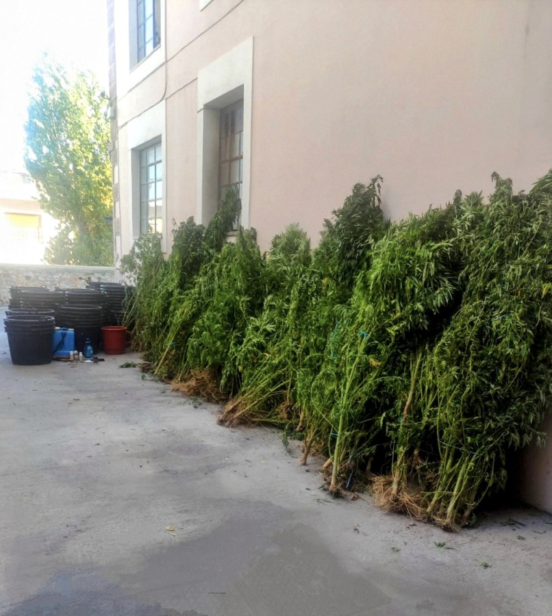 Συνελήφθησαν για καλλιέργεια, κατοχή & διακίνηση