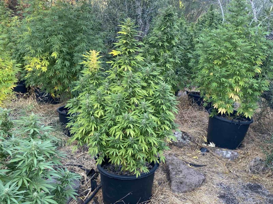 Οδηγήθηκαν στον ανακριτή για τις φυτείες