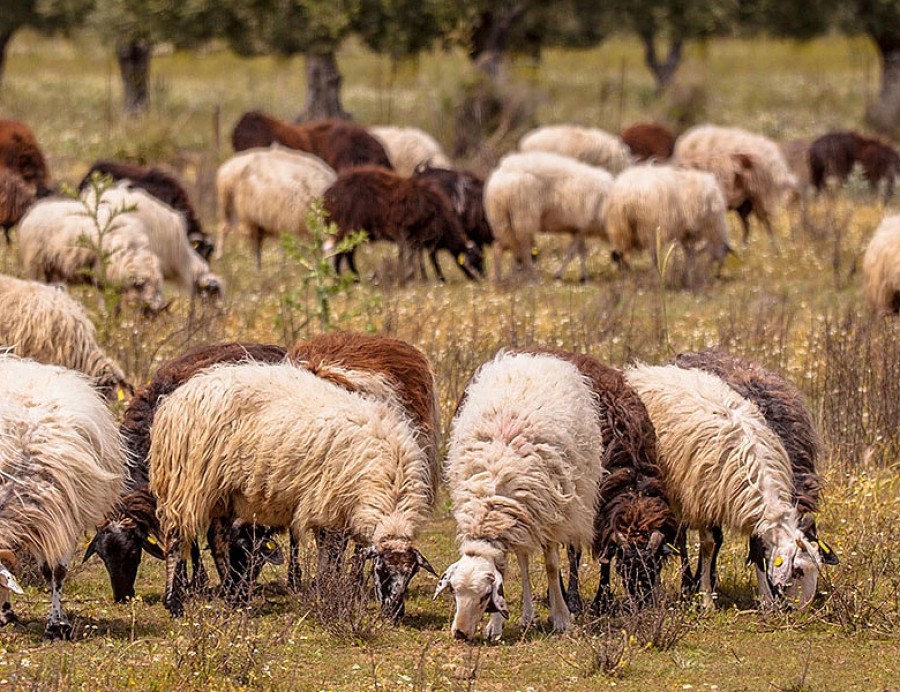 Έξαρση των ζωονόσων