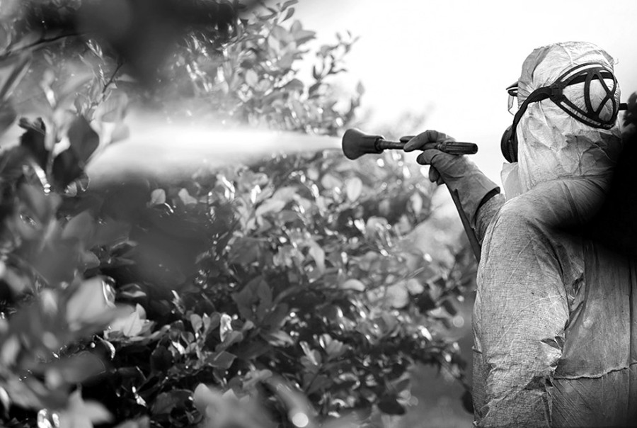 Καταπολέμηση δάκου