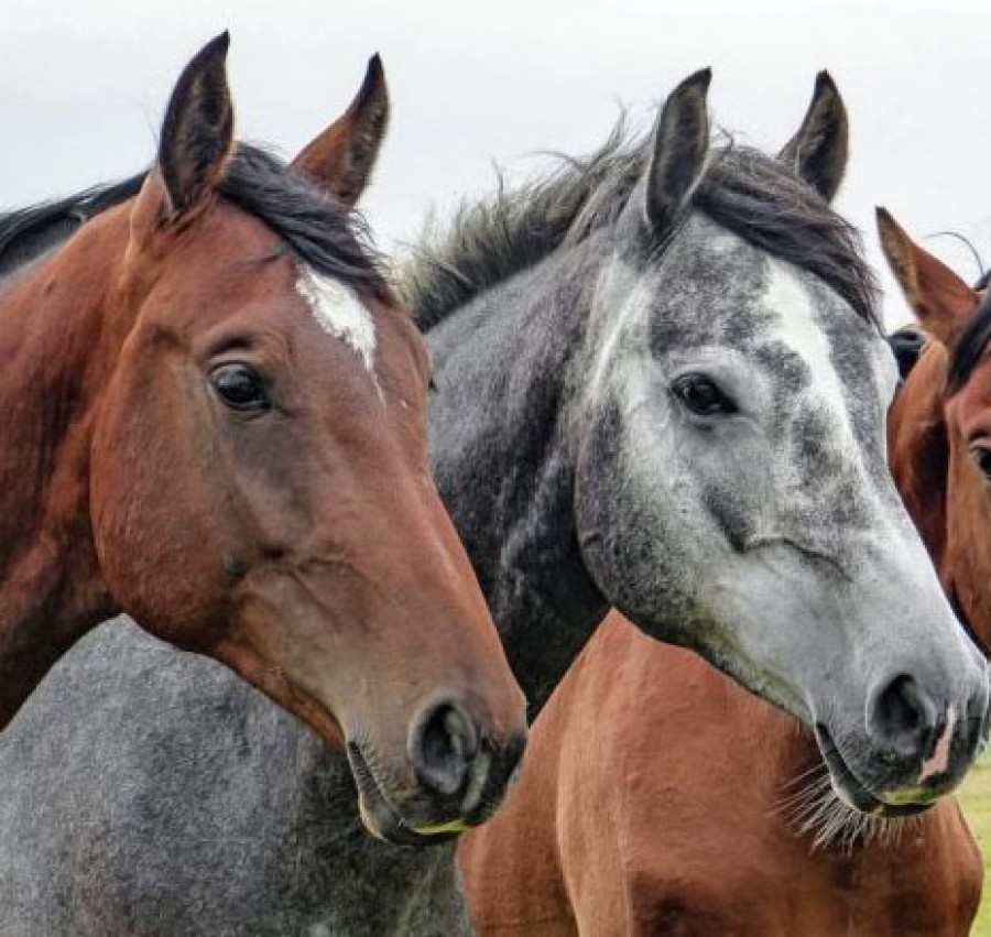 Διαδικτυακή ημερίδα