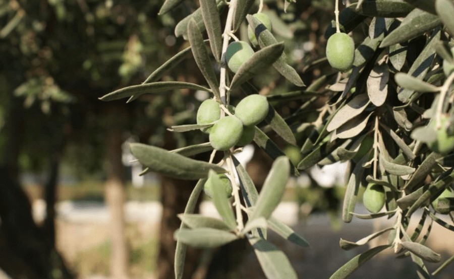 Ελαιοκομικό μητρώο