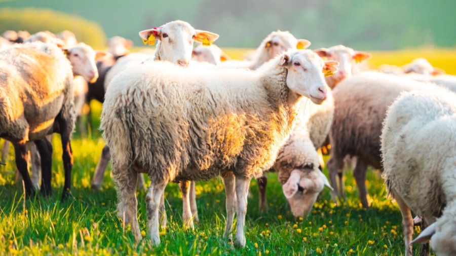 Διαδικτυακό σεμινάριο