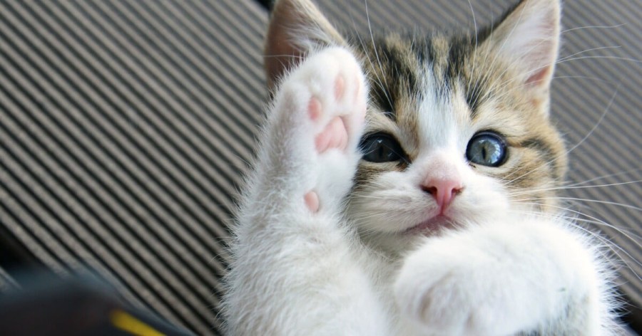 Παγκόσμια ημέρα ζώων