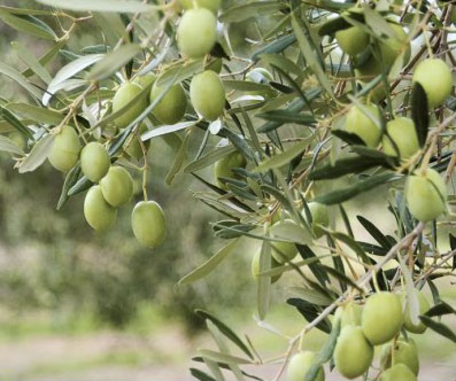 Καταπολέμηση του δάκου περιόδου 2025 