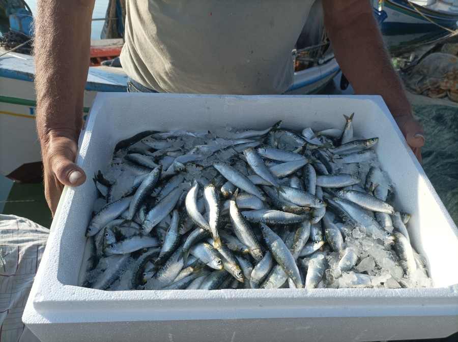 Σαρδέλες Καλλονής