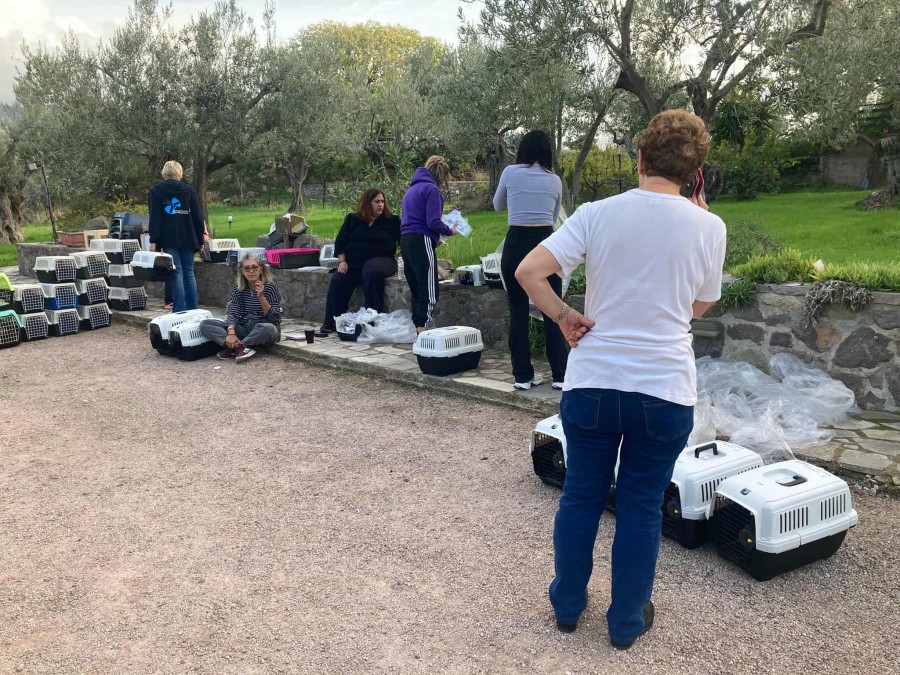 Οι δήμοι της Λέσβου για τα αδέσποτα 