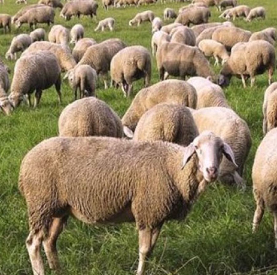 Οι στρατιωτικοί κτηνίατροι στη Λήμνο