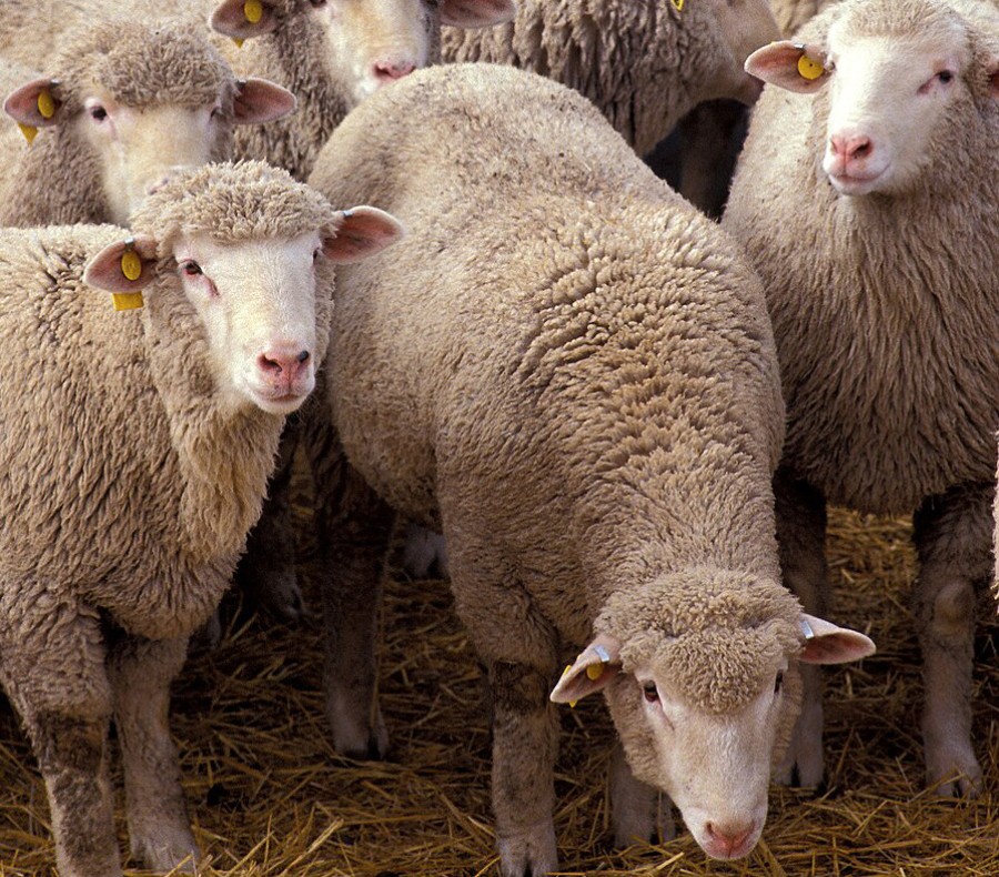 Στήριξη κτηνοτρόφων για την ευλογιά αιγοπροβάτων