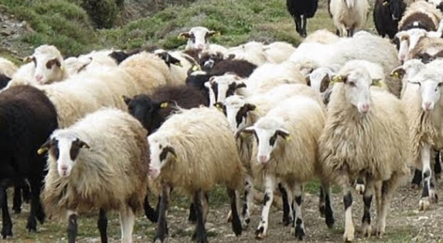 O εισαγγελέας του Αρείου Πάγου  για την ευλογιά των αιγοπροβάτων