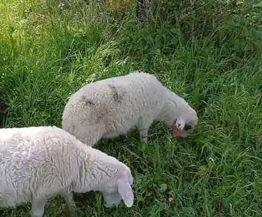 Αίτημα για χρηματοδότηση