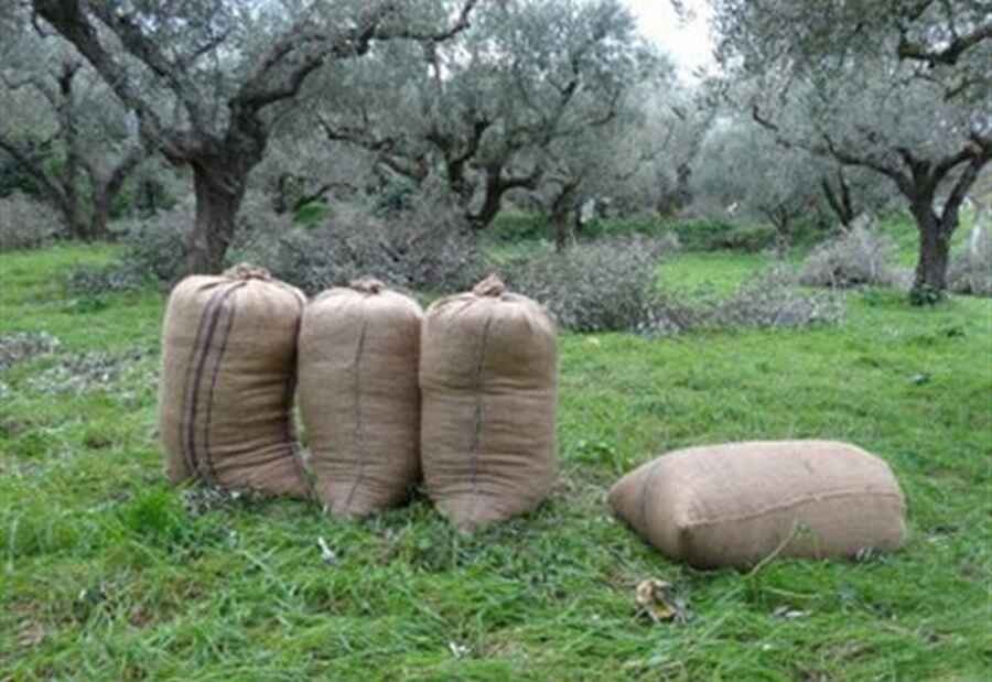 Ο Χ. Αθανασίου καθησυχάζει τους ελαιοπαραγωγούς