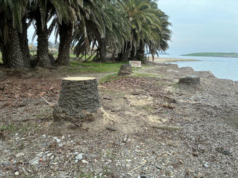 Επαναπροσβολή του φοινικόδασους Παναγιούδας