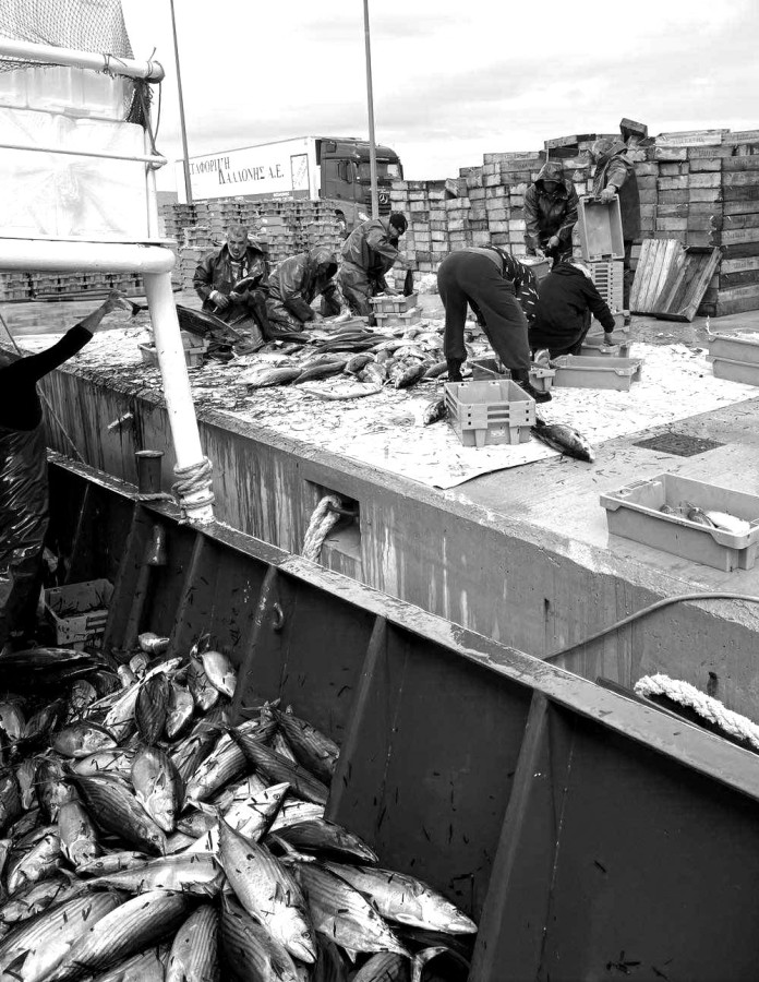 Το ψάρι των... Χριστουγέννων