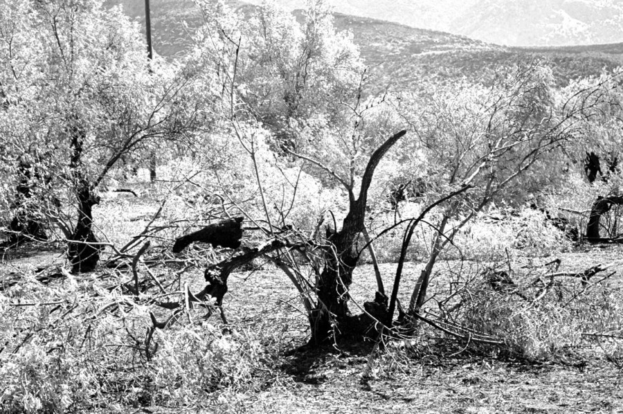 Στους πυρόπληκτους αγρότες της Βρίσας