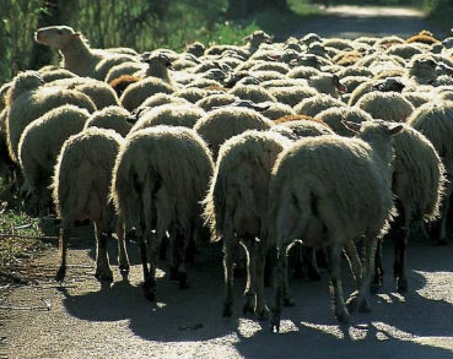 Η καμπύλη της ευλογιάς