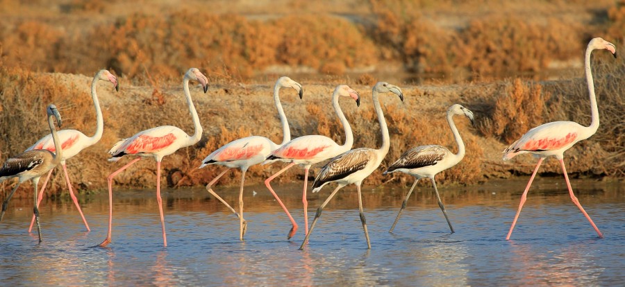 Παγκόσμια ημέρα υγροτόπων