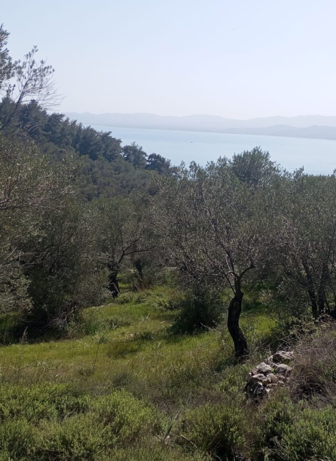 Αγροτικός Ελαιουργικός Συνεταιρισμός Αγιάσου