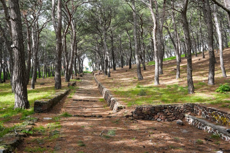 Συντήρηση και ανάπλαση άλσους Τσαμάκια