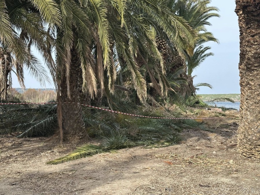 Φοινικόδασος Παναγιούδας