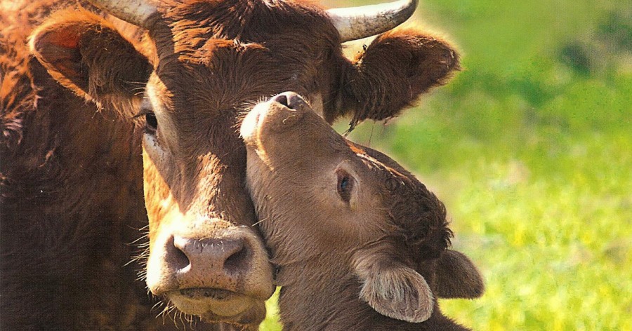 Συνεχείς έλεγχοι για τον αφθώδη πυρετό