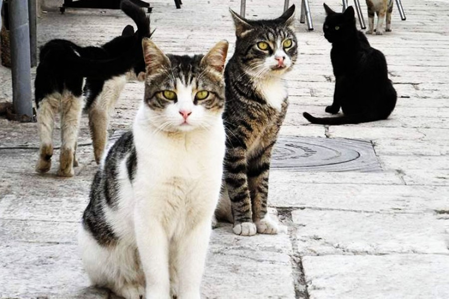 Από τον Δήμο Δυτικής Λέσβου 