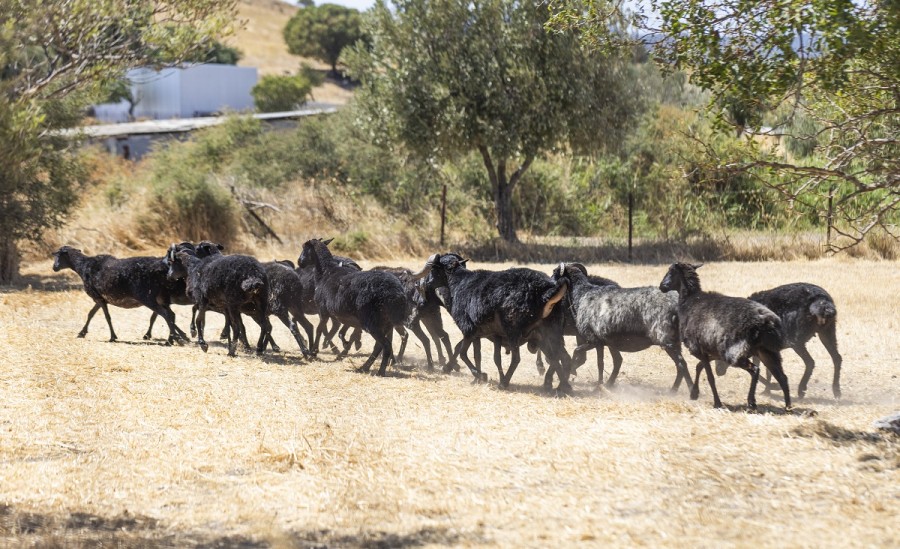 Νέα Αριστερά 
